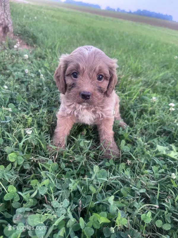 Teddy – Cavapoo puppy for sale in Hopkinsville, KY