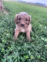 Teddy, a male Cavapoo for sale in Hopkinsville, KY – 1 of 7