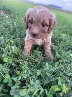 Teddy, a male Cavapoo for sale in Hopkinsville, KY – 2 of 7