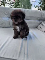 Teddy , a male Yorkipoo for sale in Hopkinsville, KY – 7 of 8