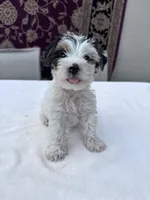 Casper, a male Yorkshire Terrier for sale in Hopkinsville, KY – 5 of 5