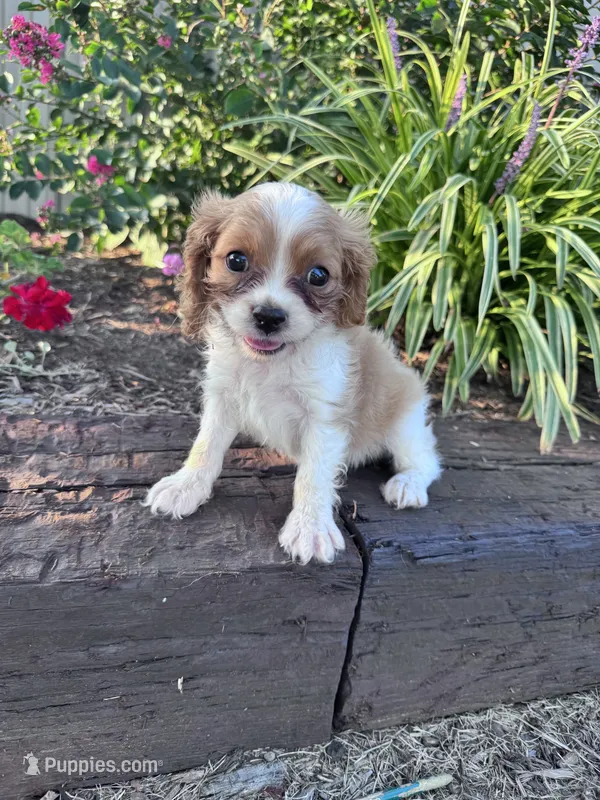 Charlie – Cavapoo puppy for sale in Hopkinsville, KY