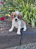 Charlie, a male Cavapoo for sale in Hopkinsville, KY – 1 of 5
