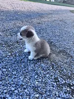 Winston, a male Pembroke Welsh Corgi for sale in Hopkinsville, KY – 5 of 6