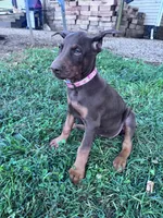 Darla, a female Doberman Pinscher for sale in Hopkinsville, KY – 5 of 6