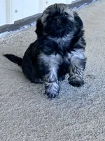Rico, a male Havanese for sale in Hopkinsville, KY – 3 of 4