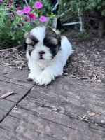 Cookie, a female Shih Tzu for sale in Hopkinsville, KY – 7 of 8