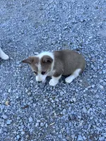 Tator Tot, a male Pembroke Welsh Corgi for sale in Hopkinsville, KY – 6 of 8