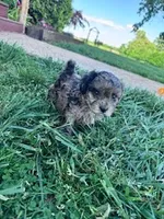 Noah, a male Shihpoo for sale in Hopkinsville, KY – Photo 4 of 4