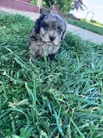Noah, a male Shihpoo for sale in Hopkinsville, KY – Photo 3 of 4