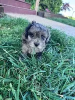 Noah, a male Shihpoo for sale in Hopkinsville, KY – Photo 2 of 4