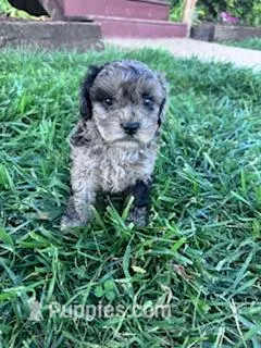 Noah – Shihpoo puppy for sale in Hopkinsville, KY