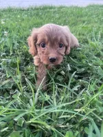 Ruby, a female Cavapoo for sale in Hopkinsville, KY – 2 of 6