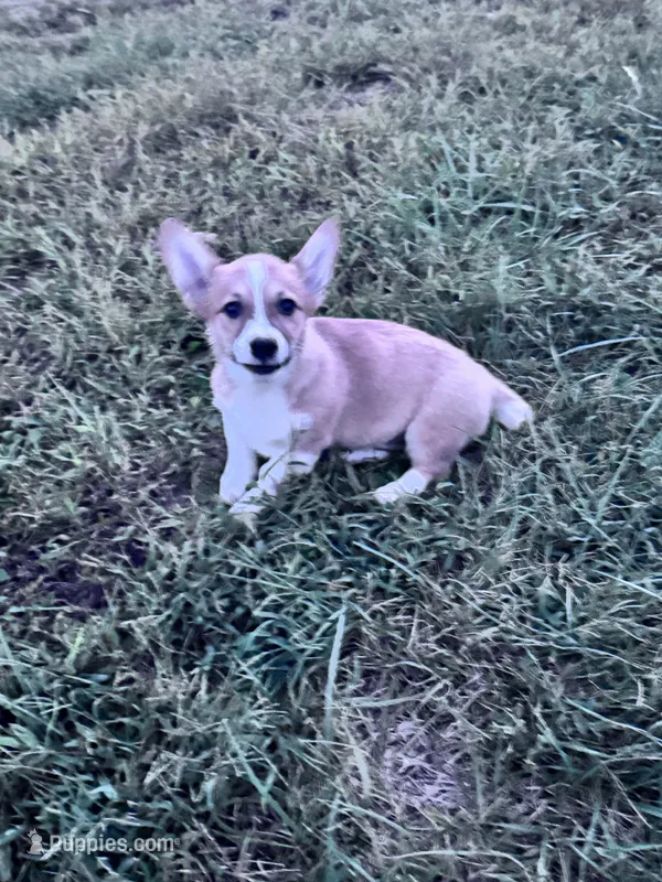 Honey – Pembroke Welsh Corgi puppy for sale in Hopkinsville, KY