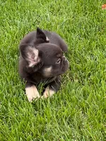 Dolly, a female French Bulldog for sale in Hopkinsville, KY – 7 of 8