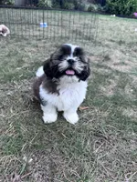 Scooter , a male Shih Tzu for sale in Hopkinsville, KY – 2 of 5