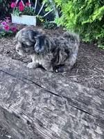 Max, a male Shihpoo for sale in Hopkinsville, KY – 5 of 5