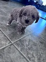 Teddy, a male Yorkipoo for sale in Hopkinsville, KY – Photo 3 of 4