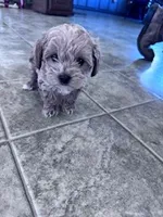 Teddy, a male Yorkipoo for sale in Hopkinsville, KY – Photo 2 of 4