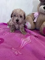 Teddy, a male Yorkipoo for sale in Hopkinsville, KY – Photo 1 of 4