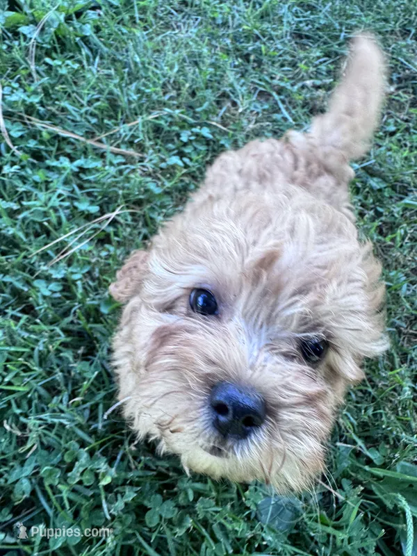 Skippy skip – Chipoo puppy for sale in Hopkinsville, KY