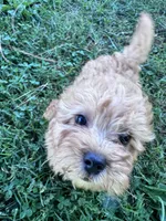 Skippy skip, a male Chipoo for sale in Hopkinsville, KY – 1 of 5