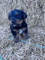 Yogi, a male Yorkshire Terrier for sale in Hopkinsville, KY – 6 of 7