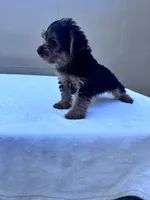 Cooper, a male Yorkshire Terrier for sale in Hopkinsville, KY – 7 of 8