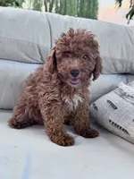 Mickey, a male Poodle - Miniature  for sale in Hopkinsville, KY – 4 of 5