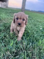 Sadie, a female Cavapoo for sale in Hopkinsville, KY – 5 of 9