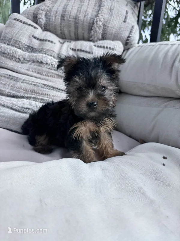 Bear – Yorkshire Terrier puppy for sale in Hopkinsville, KY