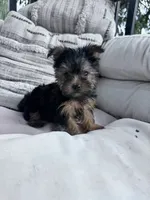 Bear, a male Yorkshire Terrier for sale in Hopkinsville, KY – 1 of 9