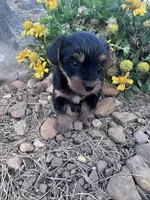 Snoopy , a male Yorkshire Terrier for sale in Hopkinsville, KY – 3 of 4