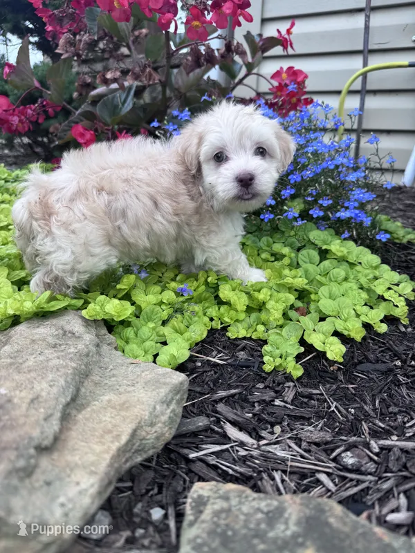 Frosty  – Havanese puppy for sale in Hopkinsville, KY