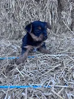 Lucy, a female Yorkshire Terrier for sale in Hopkinsville, KY – 4 of 5