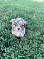 Teddy, a male Chihuahua for sale in Hopkinsville, KY – 4 of 7