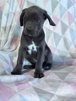 Prince, a male Cane Corso for sale in Hopkinsville, KY – 5 of 7