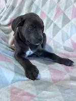 Prince, a male Cane Corso for sale in Hopkinsville, KY – 7 of 7