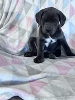 Prince, a male Cane Corso for sale in Hopkinsville, KY – 3 of 7