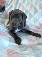 Prince, a male Cane Corso for sale in Hopkinsville, KY – 6 of 7