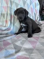 Prince, a male Cane Corso for sale in Hopkinsville, KY – 2 of 7