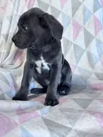 Prince, a male Cane Corso for sale in Hopkinsville, KY – 4 of 7