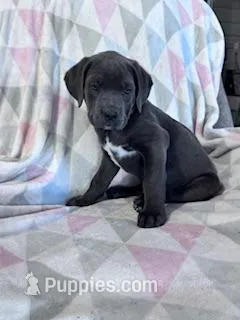 Prince – Cane Corso puppy for sale in Hopkinsville, KY