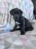Prince, a male Cane Corso for sale in Hopkinsville, KY – 1 of 7