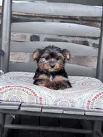 Lulu, a female Yorkshire Terrier for sale in Hopkinsville, KY – 2 of 4