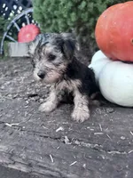 Jack, a male Yorkipoo for sale in Hopkinsville, KY – 2 of 4