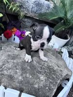 Winston, a male Boston Terrier for sale in Hopkinsville, KY – 3 of 4