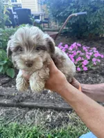 Pearl, a female Chipoo for sale in Hopkinsville, KY – 4 of 4
