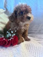 Dolly, a female Poodle - Miniature  for sale in Hopkinsville, KY – Photo 3 of 4