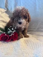 Dolly, a female Poodle - Miniature  for sale in Hopkinsville, KY – Photo 4 of 4